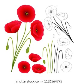 Papaver rhoeas (or common poppy,corn poppy,corn rose,field poppy,Flanders poppy or red poppy) isolated on White Background. Vector Illustration.