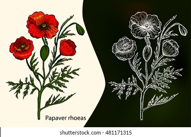 Papaver rhoeas. Poppy. Medicinal plant. Hand drawn botanical vector illustration