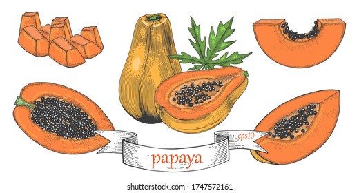 Papaya grande conjunto toda la mitad de la tajada. Frutos tropicales aislados en un fondo blanco. Conjunto de vectores de color de gráficos. 