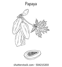 Papaya (Carica papaya), or papaw, pawpaw, tropical fruit tree. Hand drawn botanical vector illustration