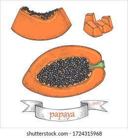 Papaya color Sketch hand drawn vector illustration. Sweet Exotic Thailand asian papaya. Tropical fruit whole and half. Cocktail recipe, juice dessert smoothie packaging isolated design. Vintage banner