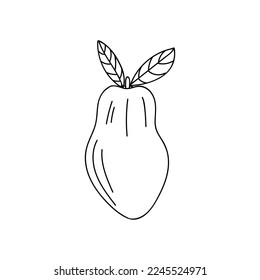 Papaya doodle illustration in vector. Hand drawn papaya fruit icon in vector.