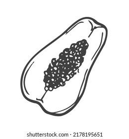 Papaya-Früchte im Doodle-Stil, lineare Kunst. Design-Element einzeln auf weißem Hintergrund. Vektorgrafik