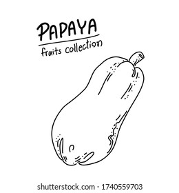 Papaya Fruit freehand draw design of vector. Fruits collection. Doodle illustration style.