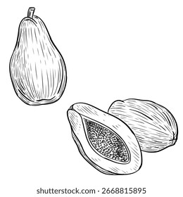 Papaya Fruit Hand Drawn Vector Sketch Illustration
