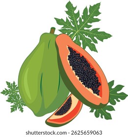 Papaya Frucht Illustration Vektorgrafik