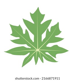 Papaya fruit leaf, isolated on white background, flat vector illustration