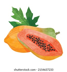 Papaya fruit with leaves Design elements. watercolour style vector illustration.