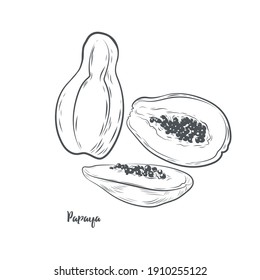 Papaya fruit sketch vector illustration. Hand drawn papaya fruit isolated on white background.
