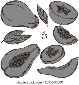 Papaya fruit vector illustration, vector