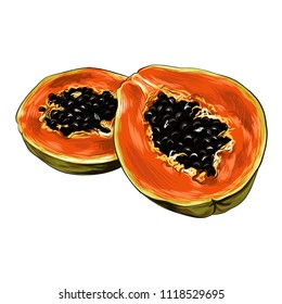 Papaya Fruit Vector Illustration