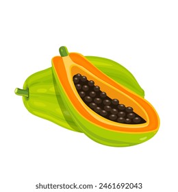 Ilustración vectorial de fruta de papaya sobre un fondo blanco.