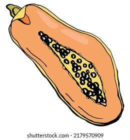Fruta de la papaya. Fondo blanco, aislado. Ilustración vectorial.	
