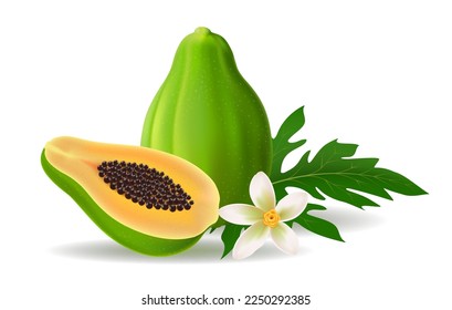 Papaya mitad hoja y flor. Frutos de papayas verdes con ilustración de vectores florecientes aislados en fondo blanco para publicidad y envasado