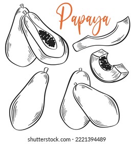 Papaya hand drawn engraving monochrome illustration. Set sketch exotic tropical fruit whole, part, half. Sweet tasty juicy fruit outline vector, organic healthy food