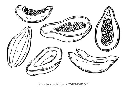 Papaya hand drawn set. Monochrome sketch with juicy slices and palm leaves. Outline monochrome drawing of exotic food and flowers. Vector illustration