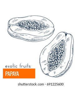 Papaya. Hand drawn vector illustration, vintage engraving style.