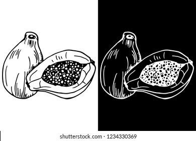 papaya isolated hand drawn sketch, tattoo, engraving, black and white
