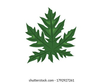 Papaya Leaf Botanical Vector Illustration