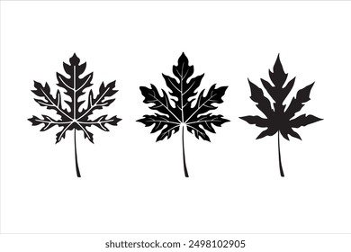 papaya leaf vector three set hand drawn illustration.