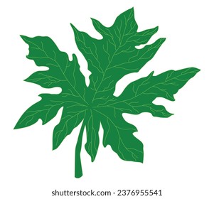 Papaya leaves on white background. Vector illustration.