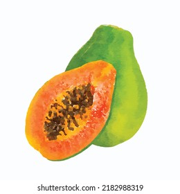 Papaya on white background. Exotic fruit vector. Watercolor style fruits. Tropical food. Cartoon style illustration. Picture for design, decoration, logo and card.