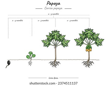 Papaya plant growth stages infographic elements. Growing stage Papaya plant template. time to grow a Papaya plant and its explanation. Can be used for topics like biology or education 
