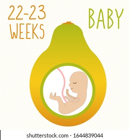 papaya. pregnancy development, size of embryo for 22-23 weeks. compare with fruits. Human fetus inside the womb 6 months. Vector illustrations on striped background