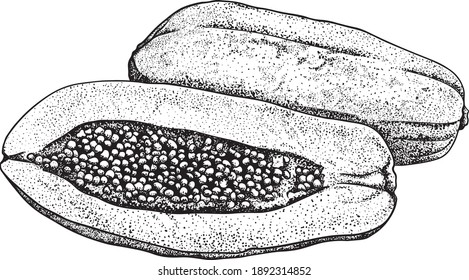 Papaya. Set of hand drawn papaya. Fresh organic food. Vector illustration with sketch fruit. Black and white.