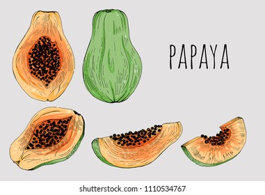 Papaya set hand drawn vector, whole and sliced