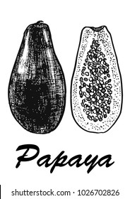 Papaya Sketch hand drawn vector illustration. Botanical food illustration. Vector illustration with sketch fruit. Black and white.