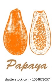 Papaya Sketch hand drawn vector illustration. Botanical food illustration. Vector illustration with sketch fruit. Black and white.