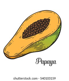Papaya Sketch hand drawn vector illustration. Sweet Exotic Thailand asian papaya. Tropical fruit cocktail recipe, juice dessert smoothie packaging isolated design