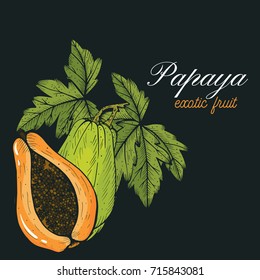 Papaya sketch hand drawn vector illustration.Papaya engraving style.Sweet Exotic Thailand asian fruit. Tropical fruit backgroun isolated design.