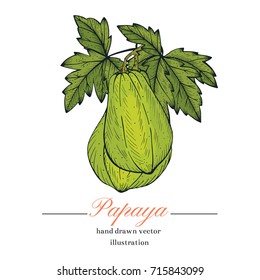 Papaya sketch hand drawn vector illustration.Papaya engraving style.Sweet Exotic Thailand asian fruit. Tropical fruit backgroun isolated design.