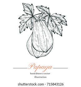 Papaya sketch hand drawn vector illustration.Papaya engraving style.Sweet Exotic Thailand asian fruit. Tropical fruit backgroun isolated design.