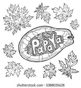 Papaya sketch lettering. Tropical fruit stylized and leaves silhouette. A set of decorative design elements. Hand drawn vector illustration.