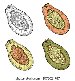 Papaya sketch set. Tropical fruit stylized silhouette. Hand drawn vector illustration.