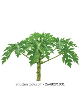 Ramo de papaia com grandes folhas verdes isoladas no fundo branco