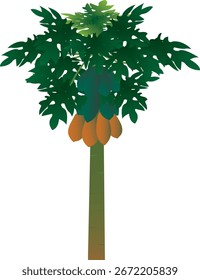 Papaya tree vector illustration, can be used as an illustration in farm design.