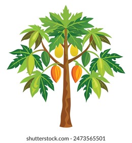 árbol de papaya con fondo blanco 