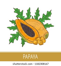 Papaya. Tropical Fruit, leaf. Sketch. Color