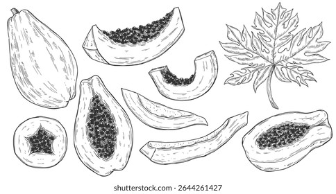 Papaya vector drawing set. Hand drawn tropical fruit illustration. Whole and sliced objects with leaves and seeds. Botanical vintage sketch for label, juice packaging design