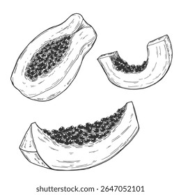 Papaya-Vektorgrafik-Set. Handgezeichnete tropische Frucht Illustration einzeln