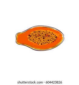 Papaya. Vector hand drawn illustration. 
