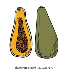 Papaya in yellow and green color hand drawn sketch style isolated on white background. Hand drawn tropical food illustration. Vector illustration.