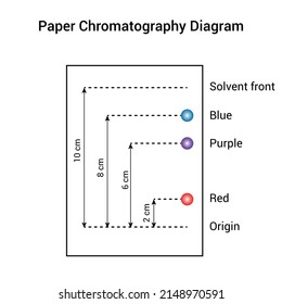 Paper Chromatography Diagram Vector Illustration Isolated On White Background.