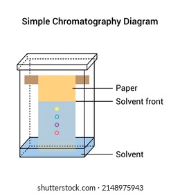 Paper Chromatography Diagram Vector Illustration Isolated On White Background.