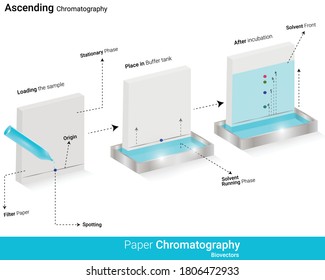 Paper chromatography technique used for detection of molecules vector illustration eps of ascending paper chromatography