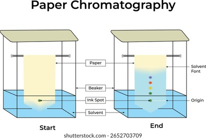 Cromatografia em papel: um guia visual para a ilustração vetorial das técnicas de separação